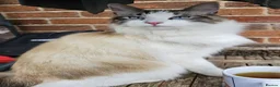Mixed Breed cats for sale: Gorgeous Ragdoll Cross Kittens  - Advert 5