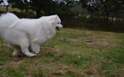 Samoyed dogs for stud: The Cutest Samoyed For Stud Kc Health Tested Champ - Image 29