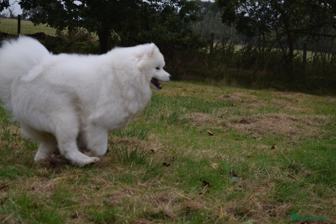 Samoyed dogs for stud: The Cutest Samoyed For Stud Kc Health Tested Champ - Image 29