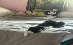 Mixed Breed cats for sale: 2 black kittens for sale. - Advert 14