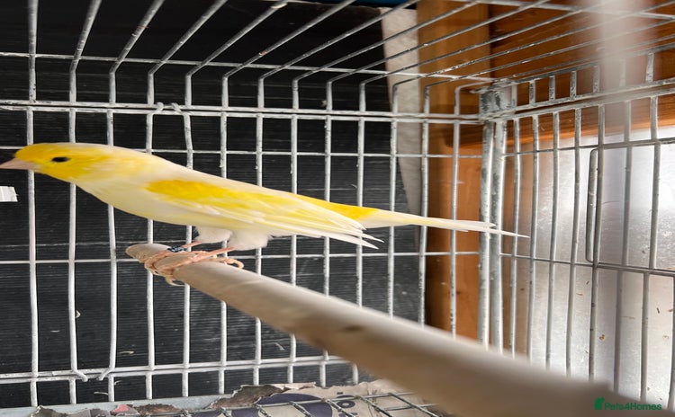 Canaries birds - Advert 1
