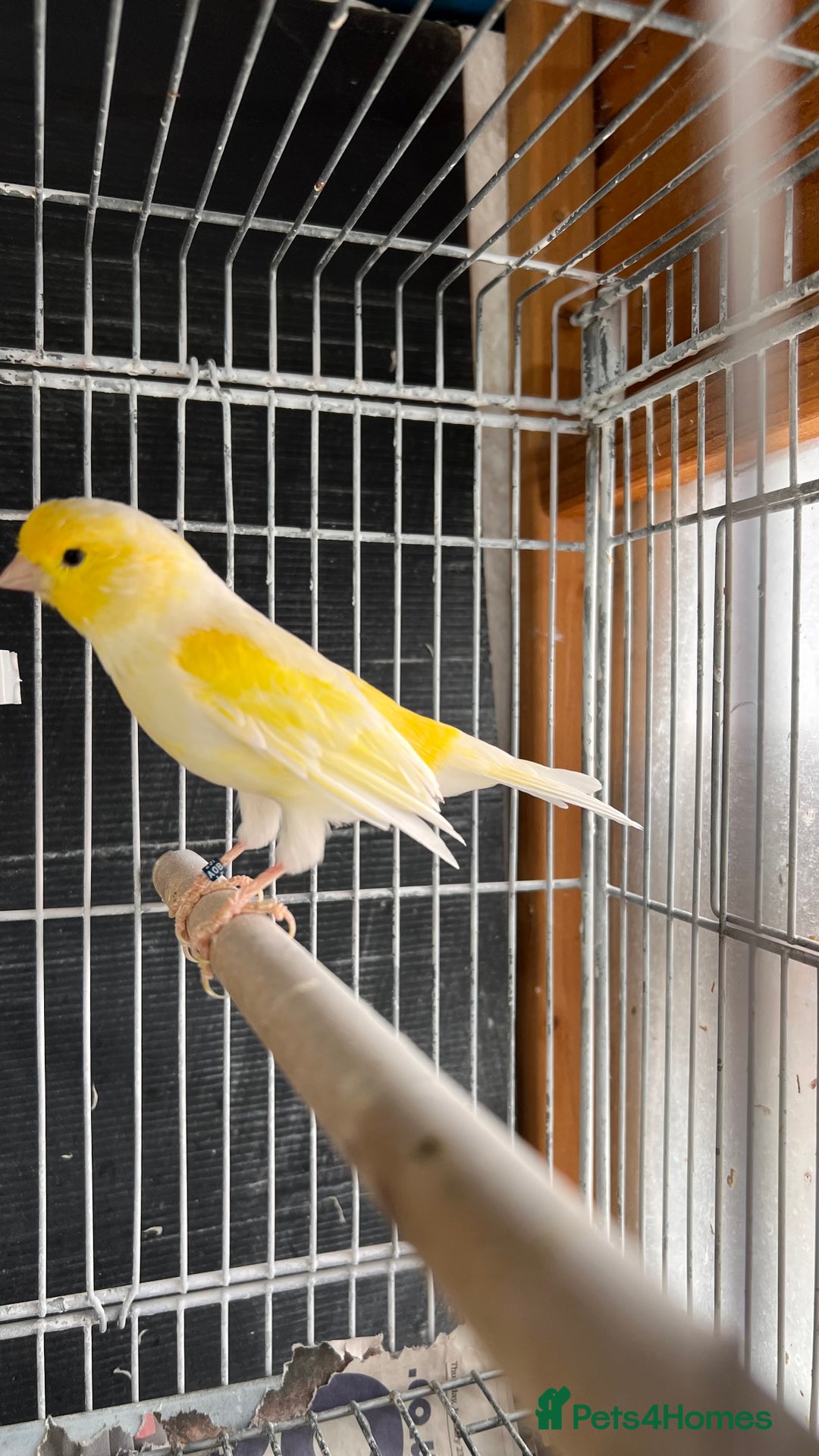 Canaries birds for sale: Canaries for sale  - Image 1