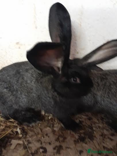 Continental Giant rabbits continental giant rabbits for sale only 5 left - Advert 1