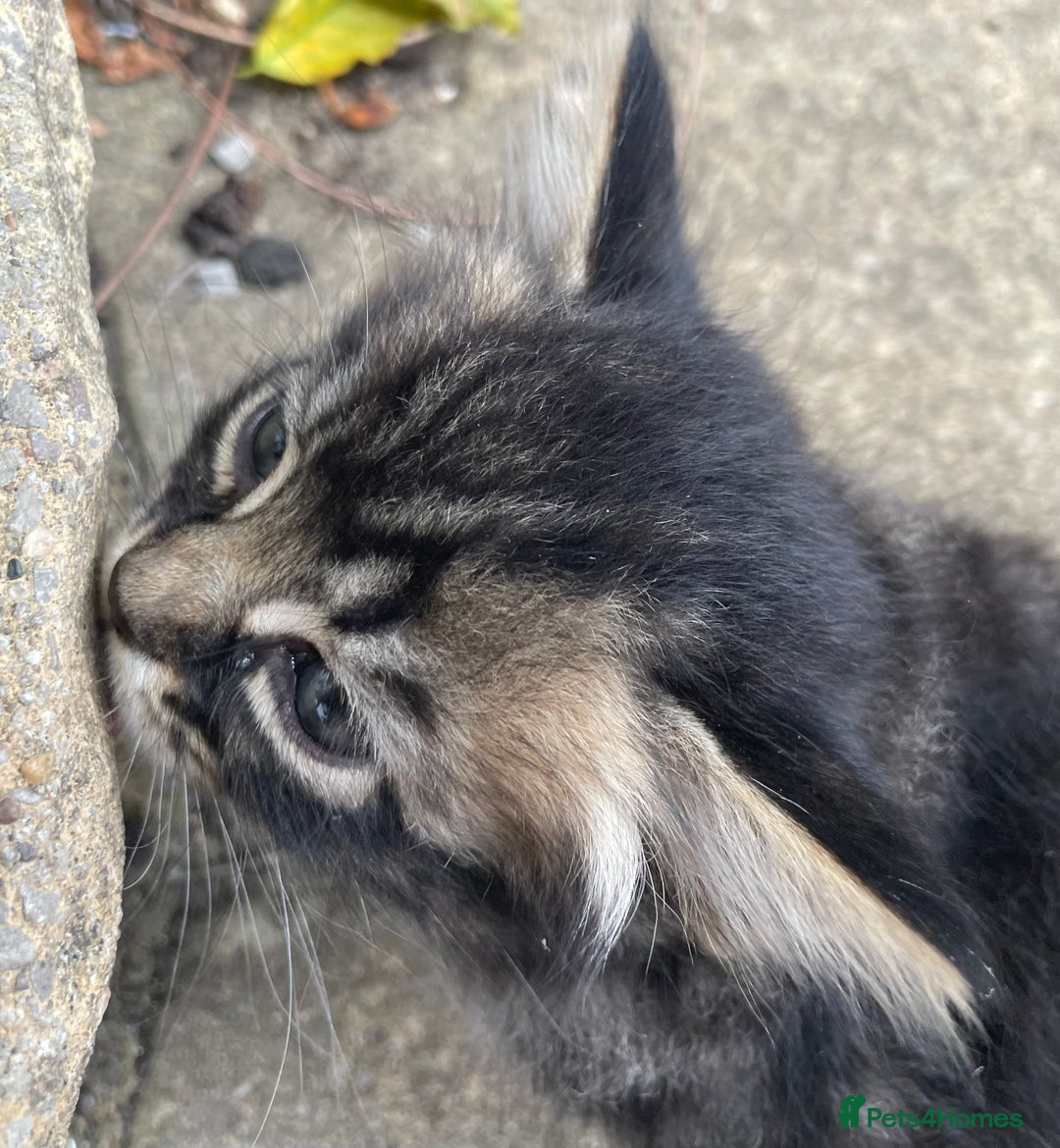 Domestic Shorthair cats for sale: 6 beautiful kittens for sale!!  - Image 5