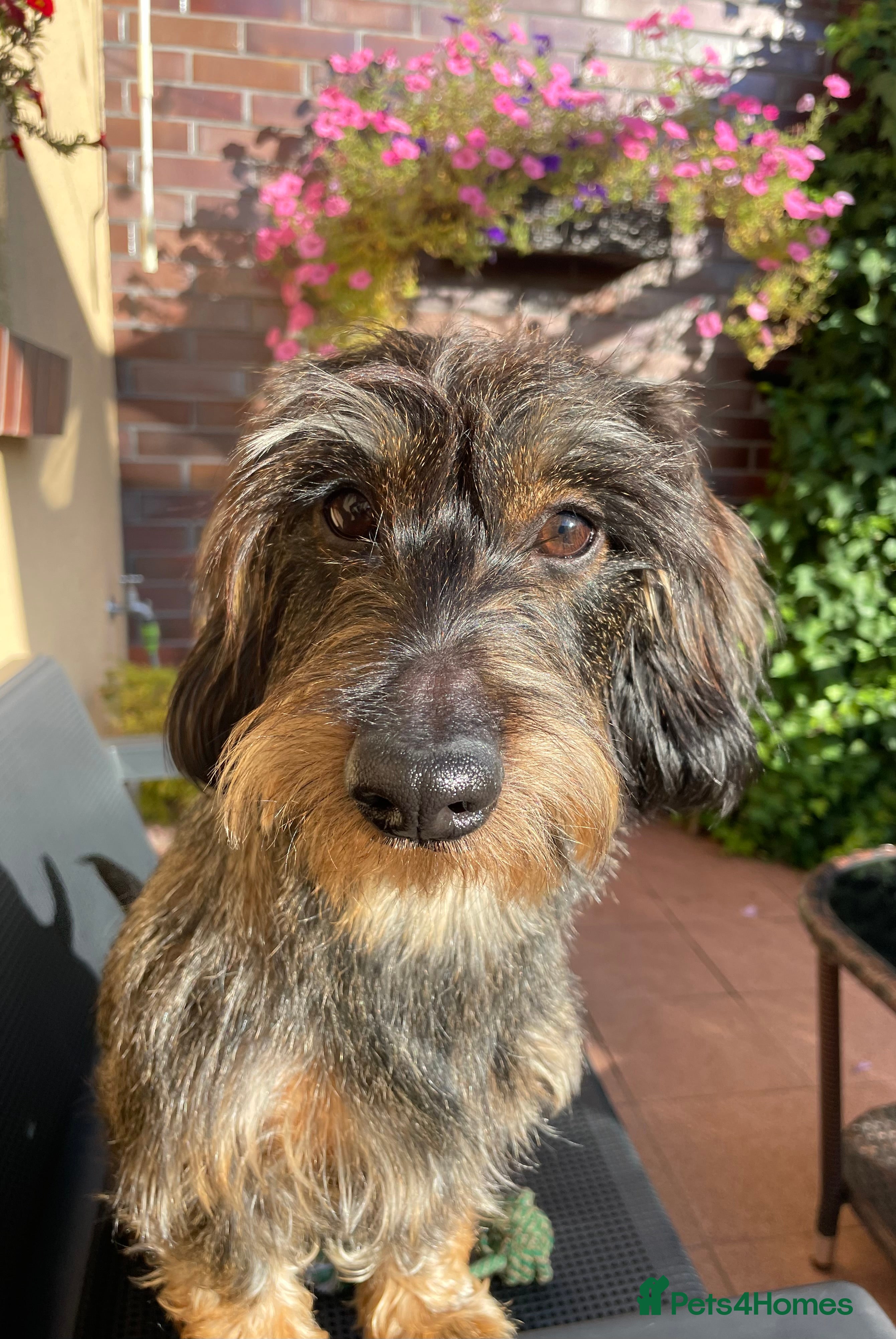 Dachshund dogs WIREHAIRED TECKEL DACHSHUND available for stud - Advert 11