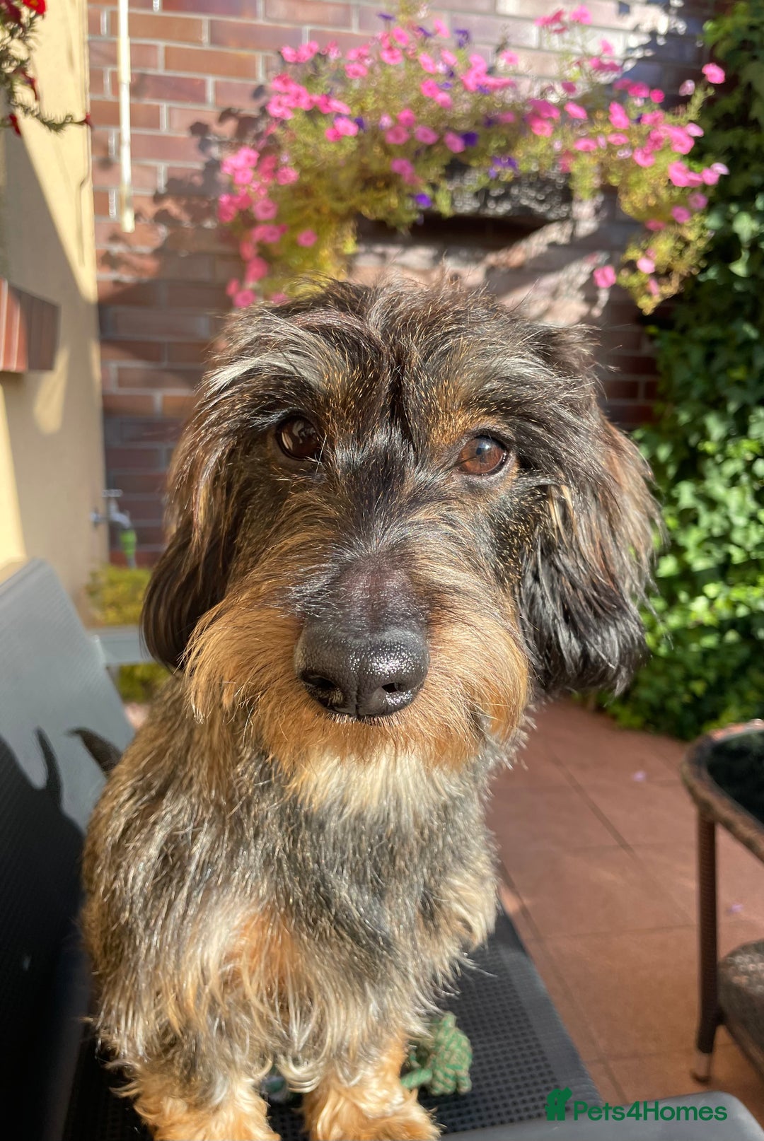 Dachshund dogs for stud: WIREHAIRED TECKEL DACHSHUND available for stud - Advert 1