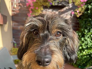 Dachshund dogs WIREHAIRED TECKEL DACHSHUND available for stud - Advert 7