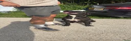 Cane Corso dogs for sale: 2yo cane corso bitch available to loving home  - Advert 2