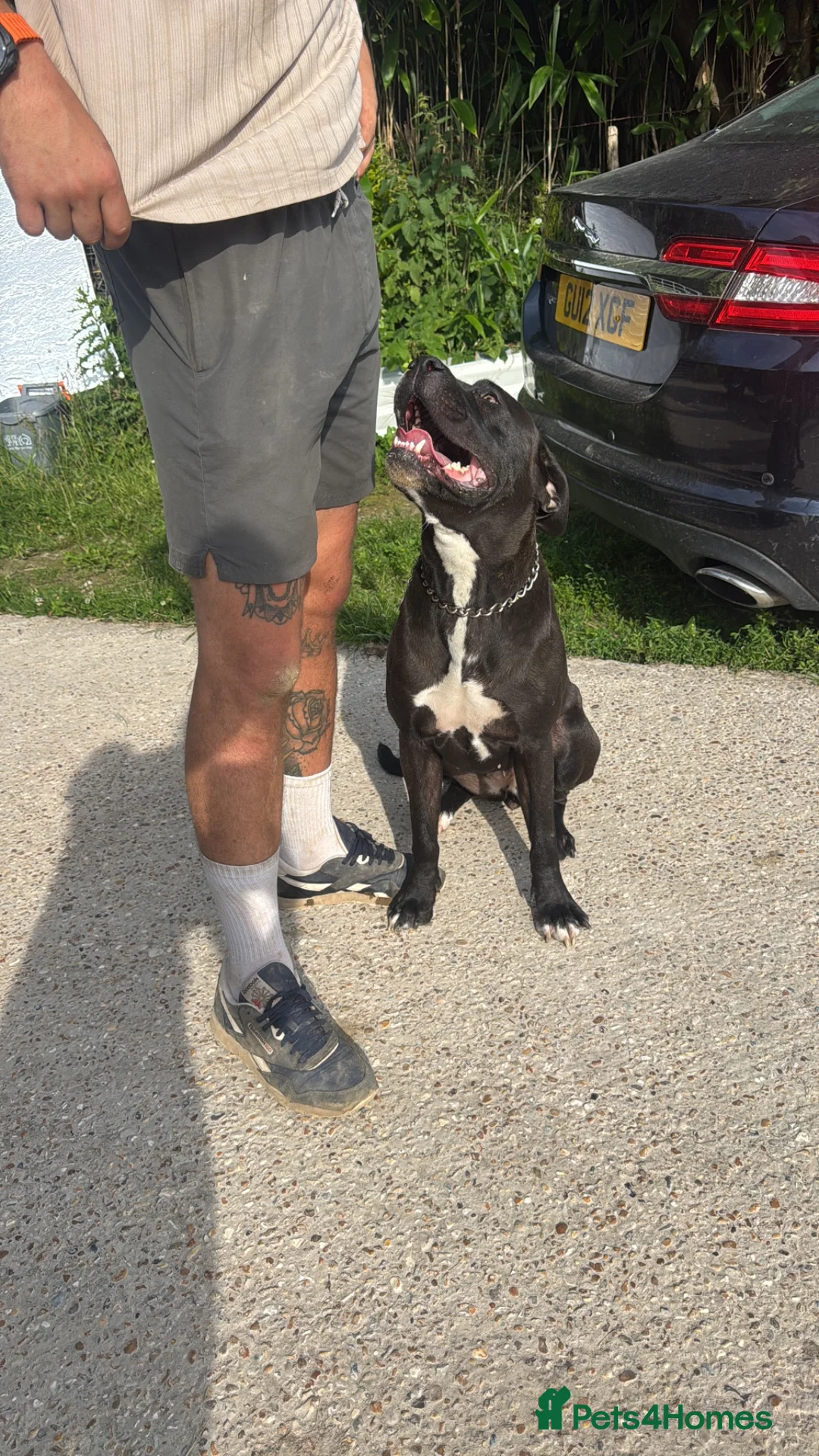 Cane Corso dogs for sale: 2yo cane corso bitch available to loving home  - Advert 2