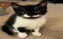 Mixed Breed cats for sale: 5 Gorgeous Happy Babies (Ready to Go) - Image 11