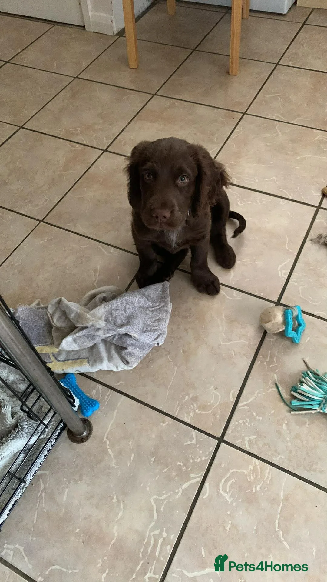 Cockapoo dogs for sale: (LAST BOY) Beautiful litter of 2 boys 2 girls - Advert 5