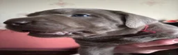 Labrador Retriever dogs for sale: Gorgeous Silver Labrador Puppies For Sale! - Advert 12