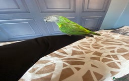 Parrots birds for sale: Silly tame senegal parrot  - Image 4