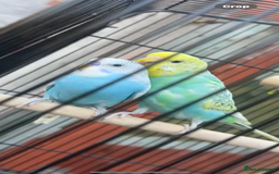 Budgerigars birds for sale: Male & Female Budgies Must Go Together - Image 1