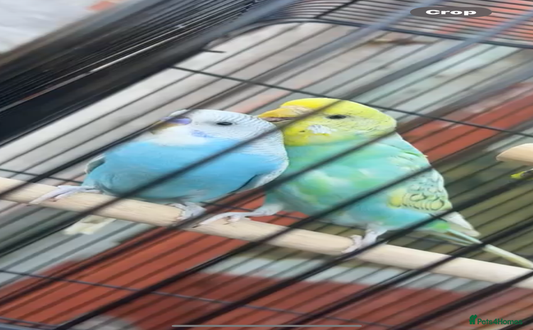 Budgerigars birds - Advert 3