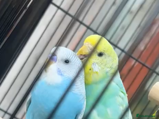 Budgerigars birds - Advert 10