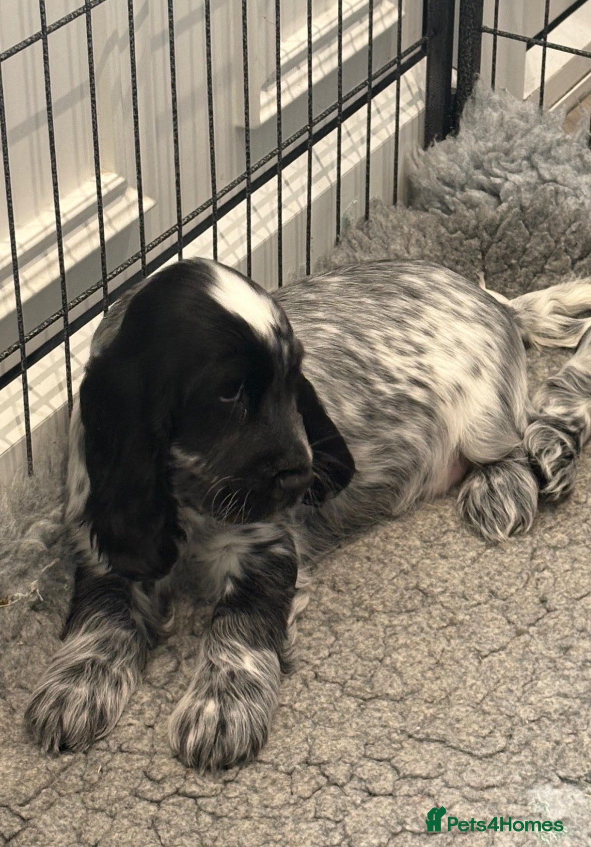 Cocker Spaniel dogs for sale: Extensively health tested show cocker spaniel pups - Advert 2