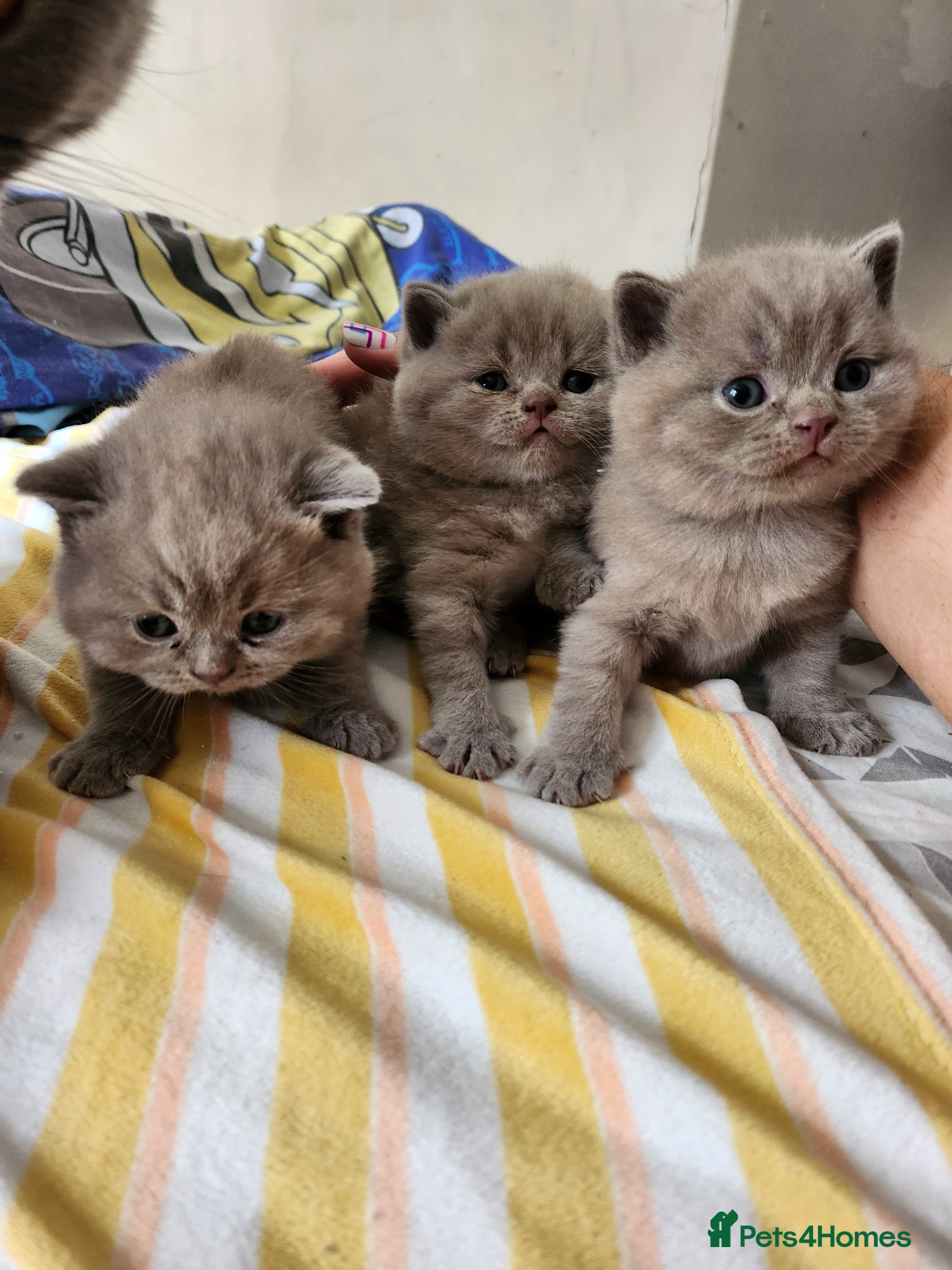 British Shorthair cats Brithish shorthair kittens  - Advert 2