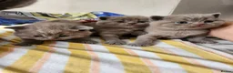 British Shorthair cats for sale: Hurry only  girl left Brithish shorthair kittens  - Advert 2