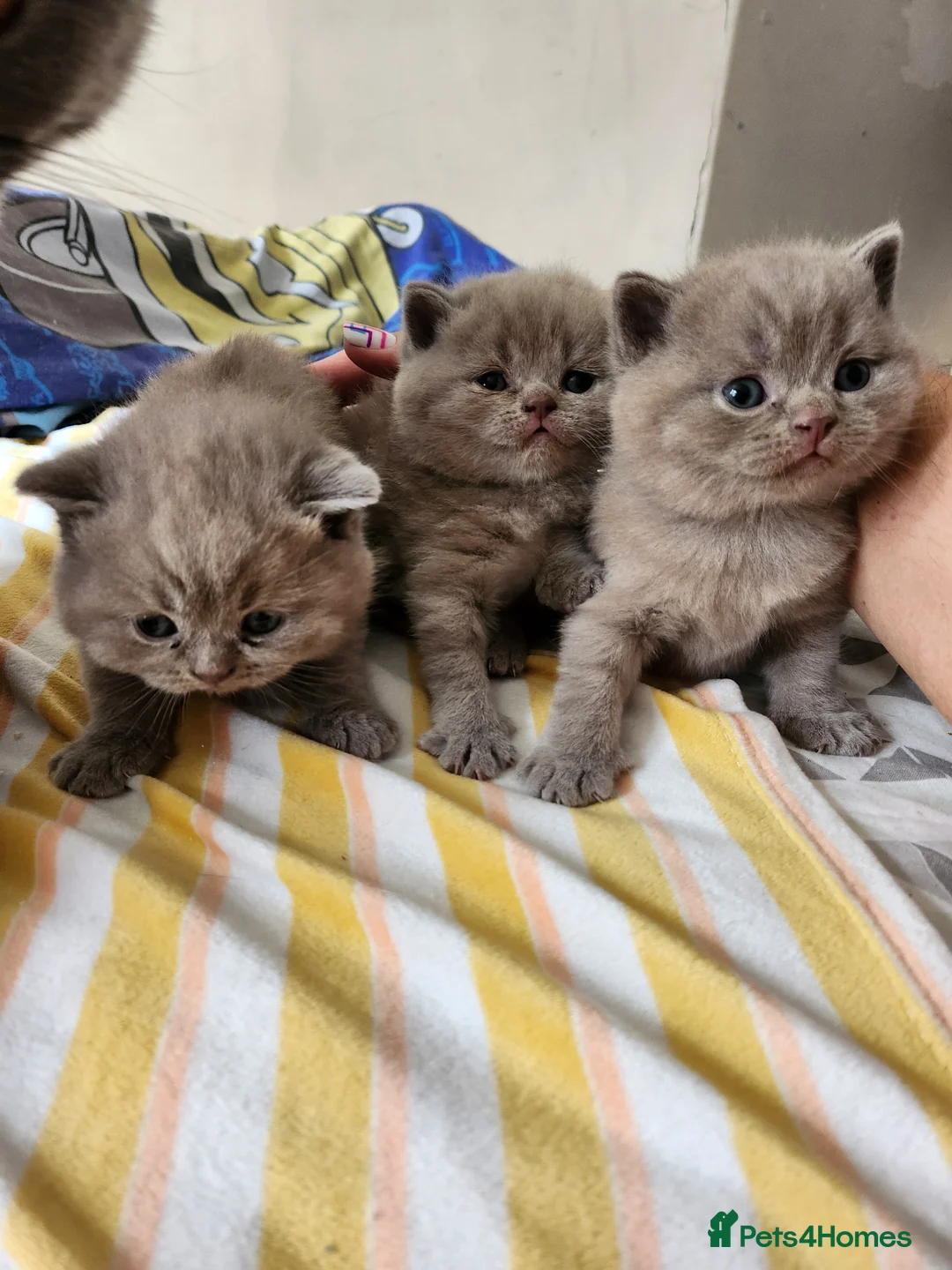 British Shorthair cats for sale: Hurry only  girl left Brithish shorthair kittens  - Advert 2