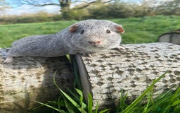 Guinea Pig rodents for sale: Lots of Guinea Pigs Always available!  - Image 24