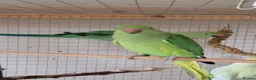 Ringnecks birds for sale: Juveniles ringnecks - Advert 4