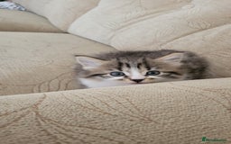 British Shorthair cats for sale: British Short-hair kittens - Image 13