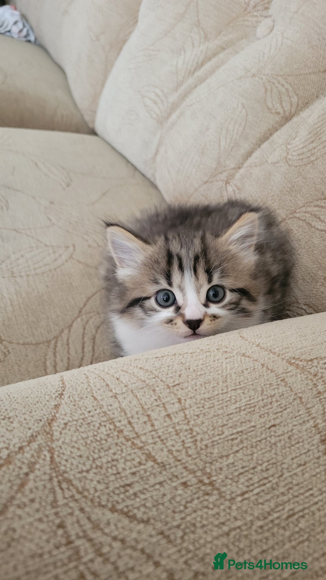 British Shorthair cats for sale: British Short-hair kittens - Image 13
