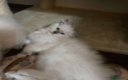 Ragdoll cats for sale: 2 ragdoll boys - Image 5