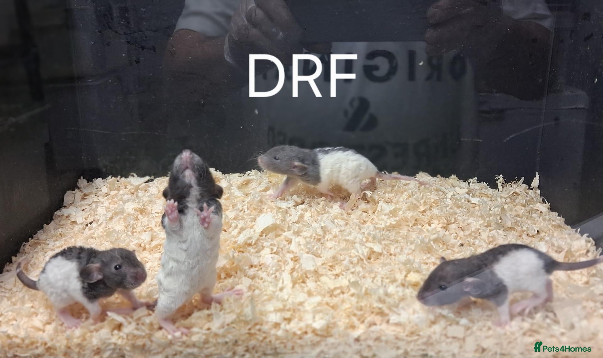 Rat rodents for sale: Baby Dumbo Rat's, various types  - Advert 2