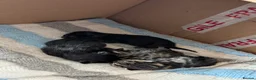 Bengal cats for sale: 4 beautiful kittens for sale  in Portsmouth - Advert 19