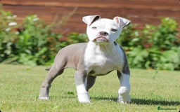 Old Tyme Bulldog dogs for sale: 5⭐️RATED, LICENSED. 23 YEARS EXPERIENCE  - Image 1
