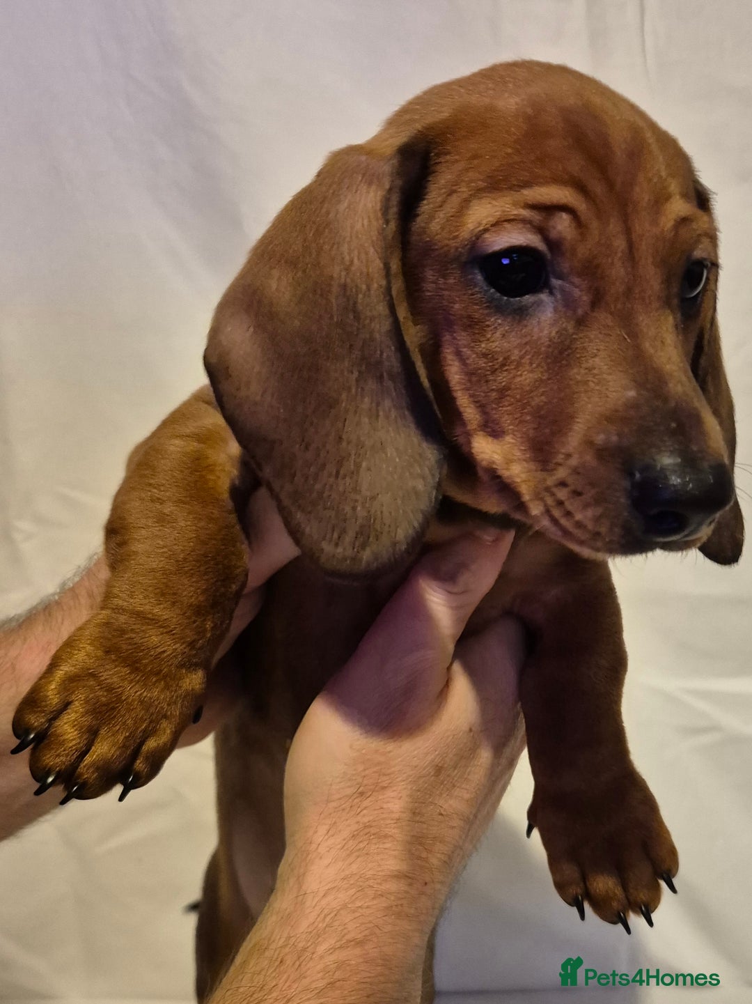 Dachshund dogs for sale: Smooth-haried standard dachshunds - Advert 11