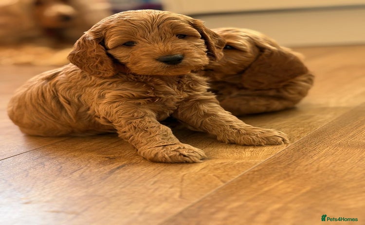 Cockapoo dogs Adorable Cockapoo Puppies ✨🐶 - Advert 1
