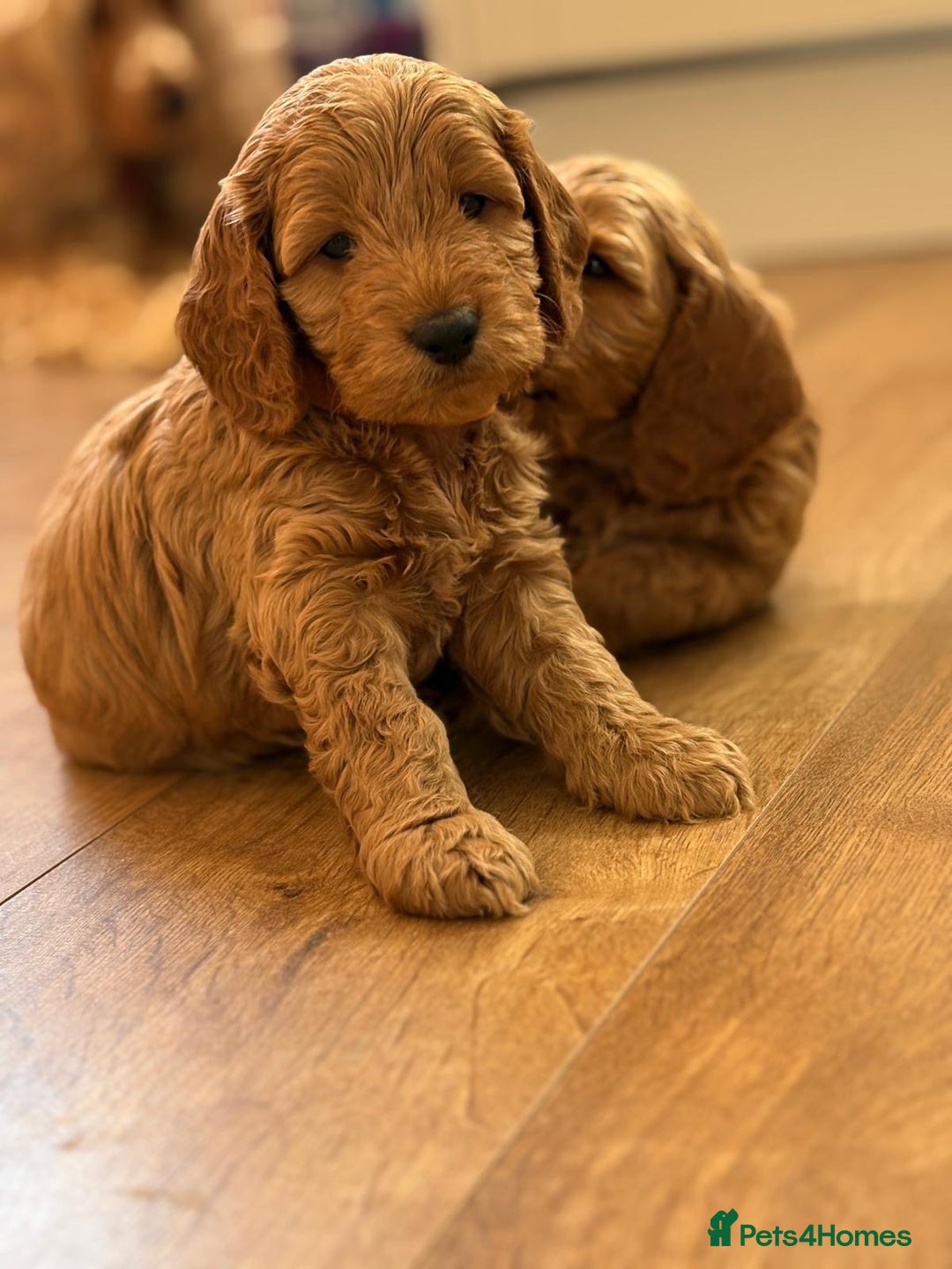 Cockapoo dogs for sale: *Adorable Gold & Red Puppies availble* - Advert 1
