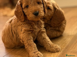 Cockapoo dogs Adorable Cockapoo Puppies ✨🐶 - Advert 1