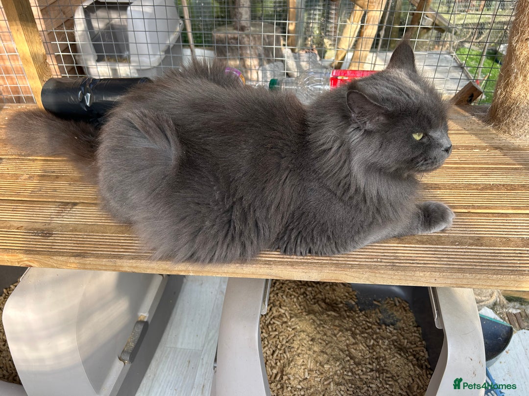 Maine Coon cats for sale: Active TICA GCCF Maine Coon Queen - Advert 18