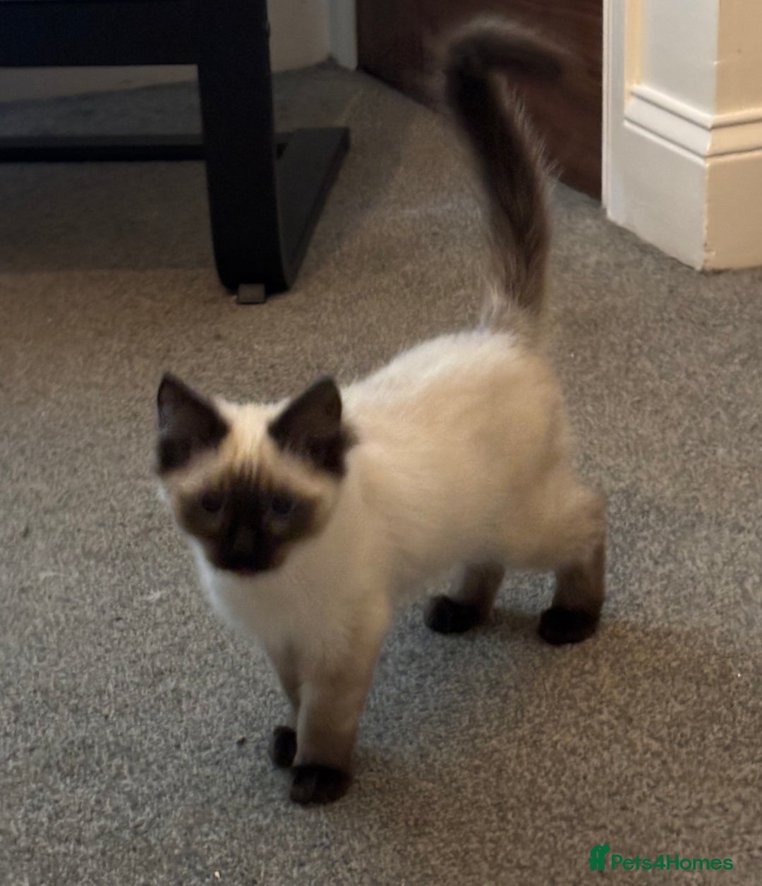 Ragdoll cats for sale: Gccf registered Ragdoll kittens  - Image 10
