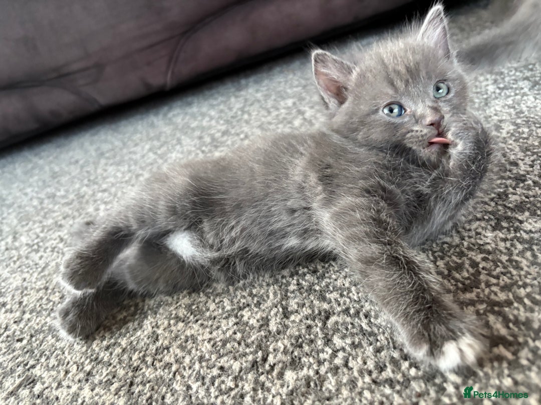 Russian Blue cats for sale: Ragdoll / Russian blue kittens available now  - Image 5