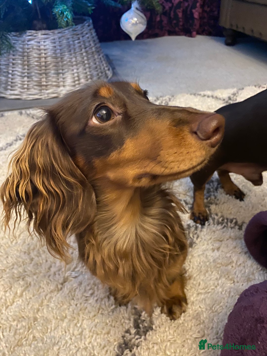 Miniature Dachshund dogs for stud: Long-haired miniature Dachshund in Hitchin - Advert 7