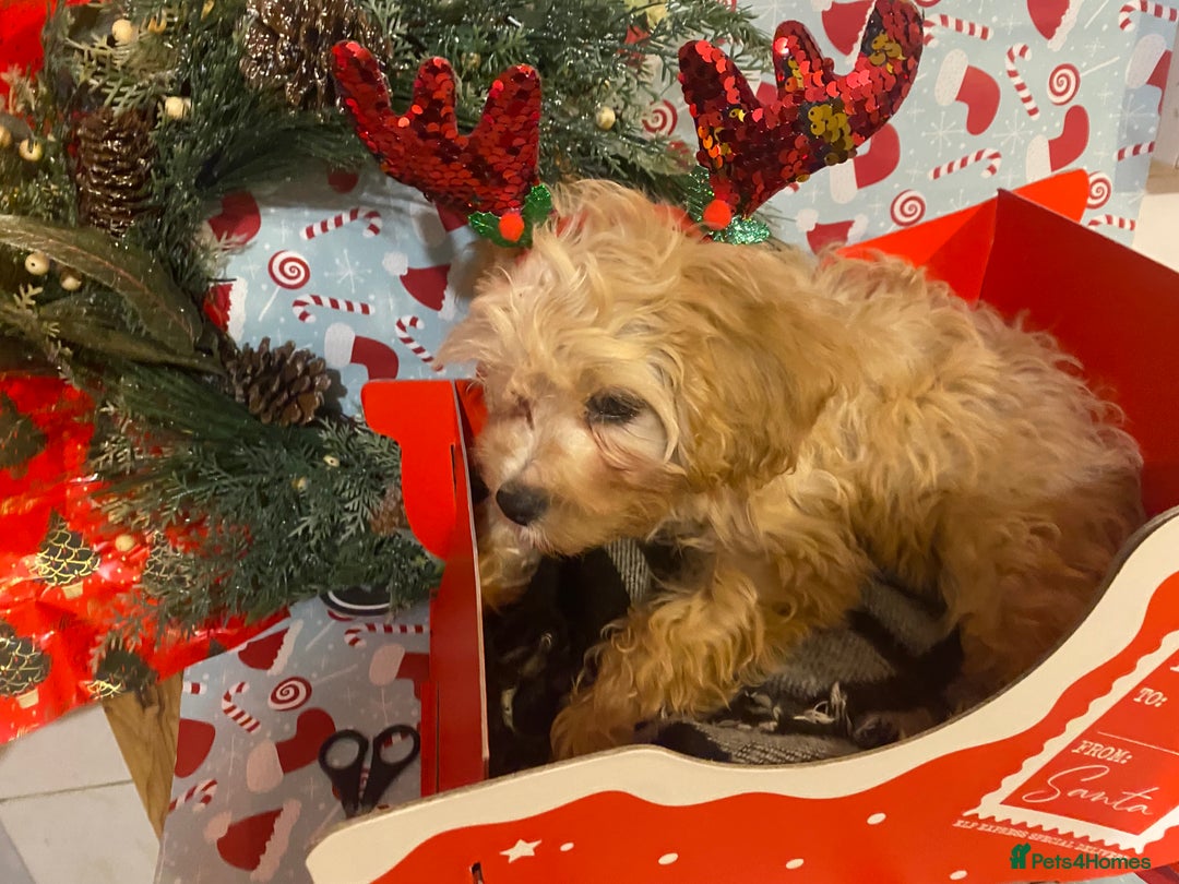 Cavapoo dogs for sale:  DNA clear parents/grandparents BVA heart/eyes - Advert 4