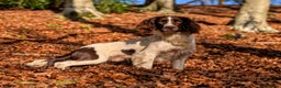 English Springer Spaniel dogs for sale: Kind, gentle and obedient KC registered Springer - Advert 1