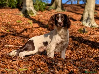 English Springer Spaniel dogs Kind, gentle and obedient KC registered Springer - Advert 18