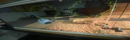 Bearded Dragon reptiles for sale: Baby bearded dragon in Wallingford - Advert 3