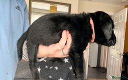 Labrador Retriever dogs for sale: Kc Reg Labrador  Puppies Health Tested Parents - Image 32