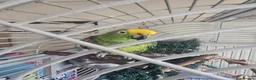 Parrots birds for sale: Double yellow headed amazon parrot in Woodbridge - Advert 2