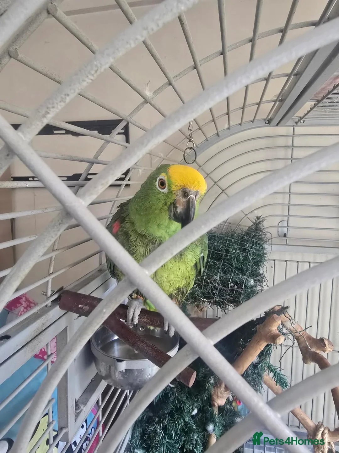 Parrots birds for sale: Double yellow headed amazon parrot in Woodbridge - Advert 2