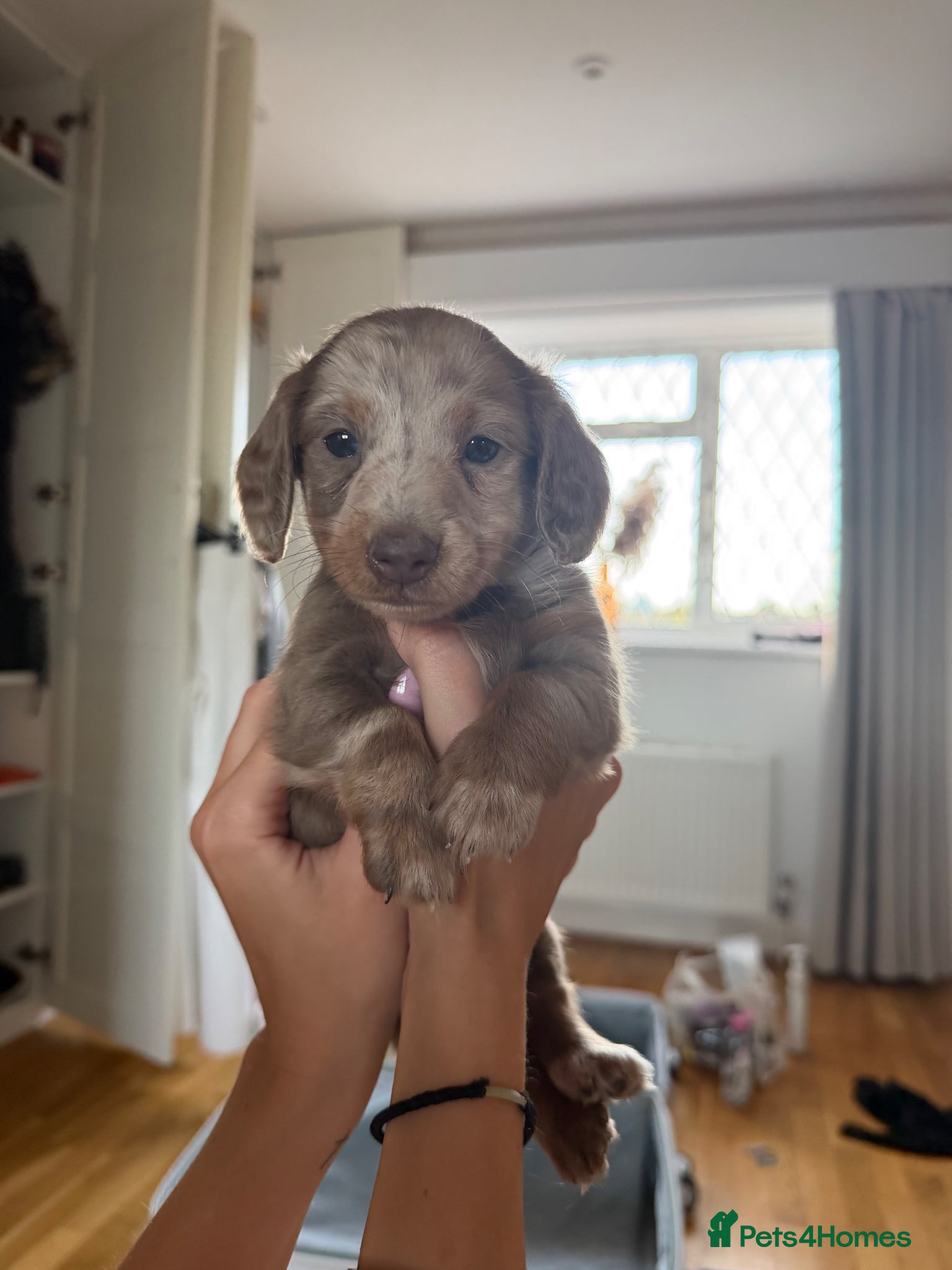 Miniature Dachshund dogs Long haired miniature dachshund - Advert 1