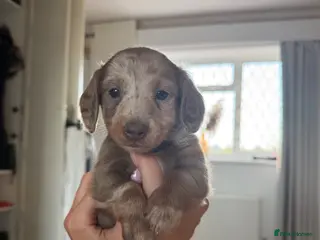 Miniature Dachshund dogs Long haired miniature dachshund - Advert 1