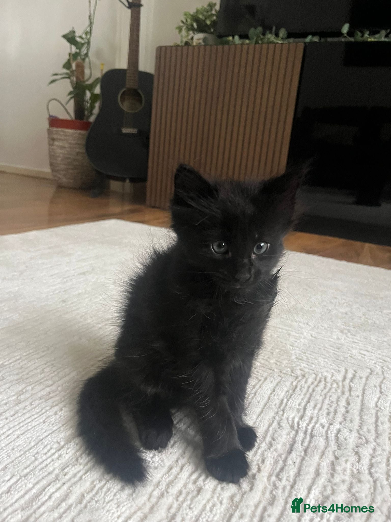 Turkish Angora cats Charming black male searching for a loving home 🐾 - Advert 3